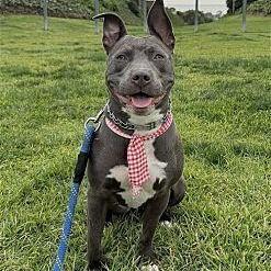 Roxy Blue French Staffy