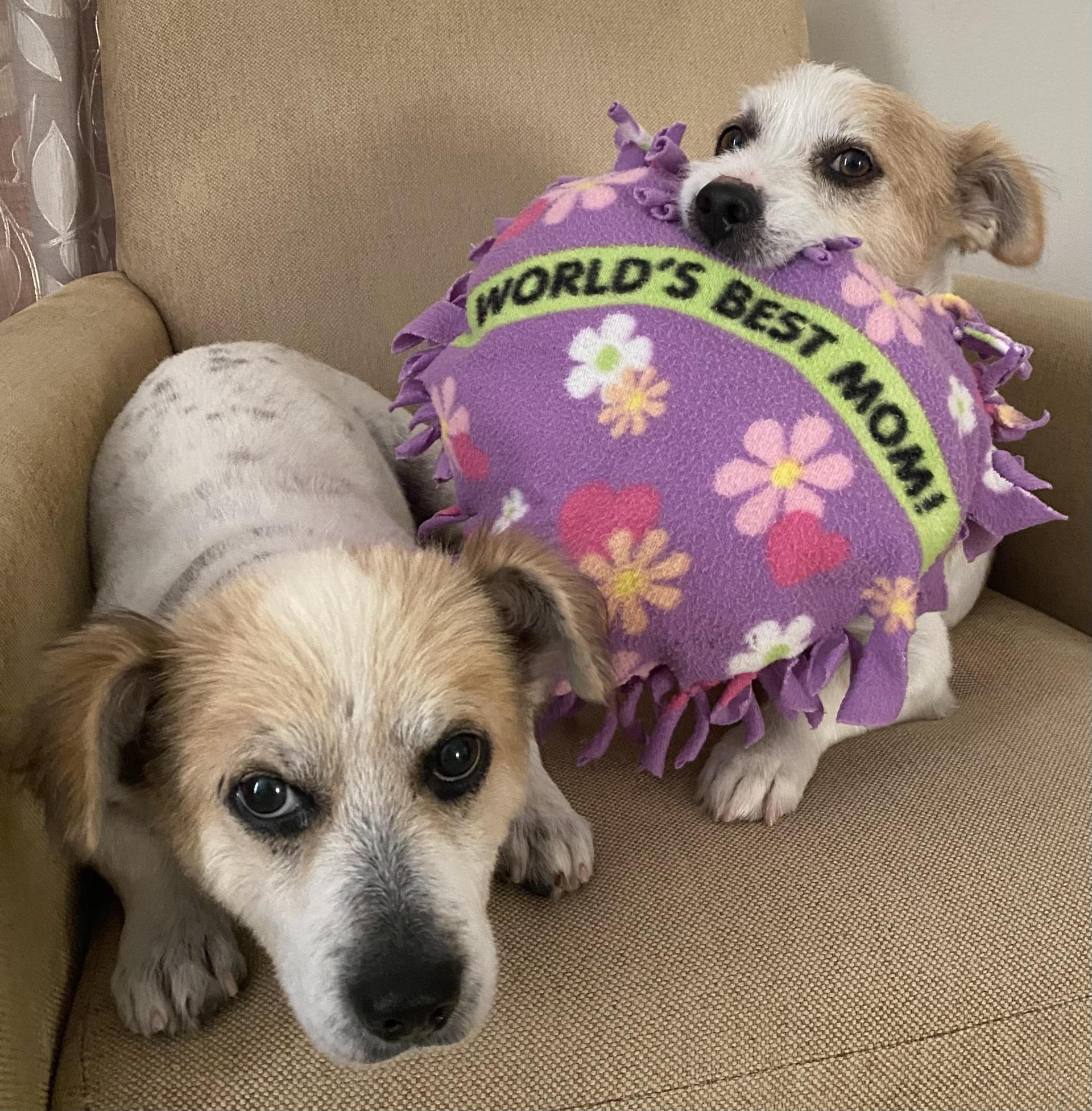 An adult small-sized male Corgi dog named Elvis & Presley for adoption in Richmond, TX