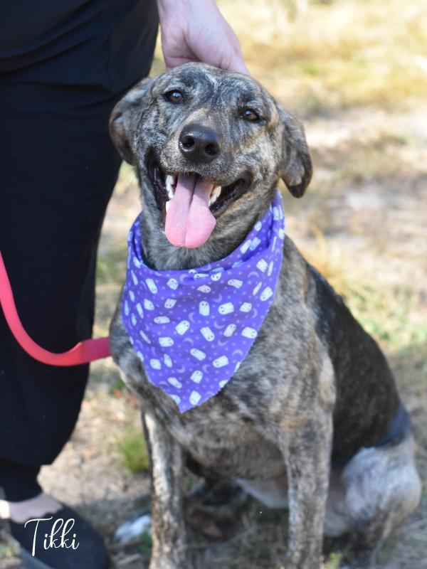 A young medium-sized female Brindle Dutch Shepherd dog named Tikki for adoption in Conroe, TX