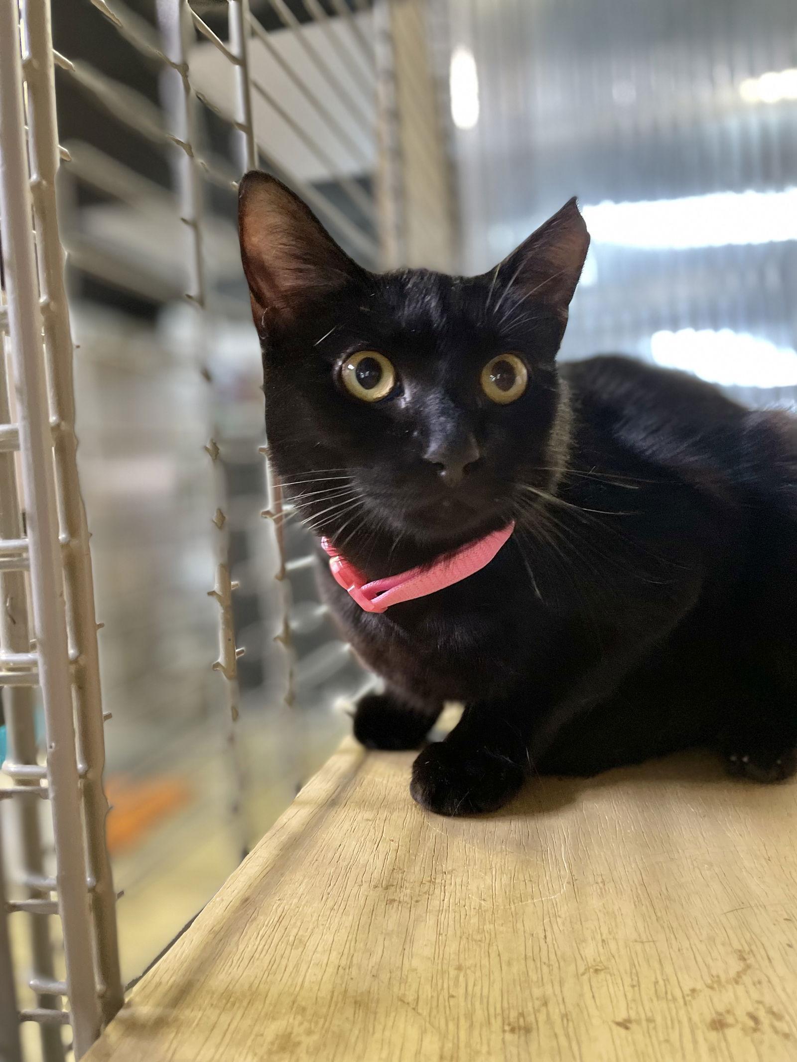 A young medium-sized female American Shorthair cat named Dada for adoption in Margate, FL
