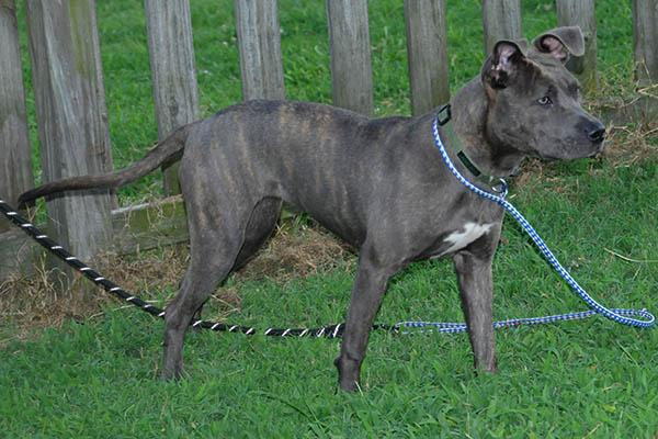 A young medium-sized female Brindle American Staffordshire Terrier dog named Opal for adoption in Lake Wylie, SC