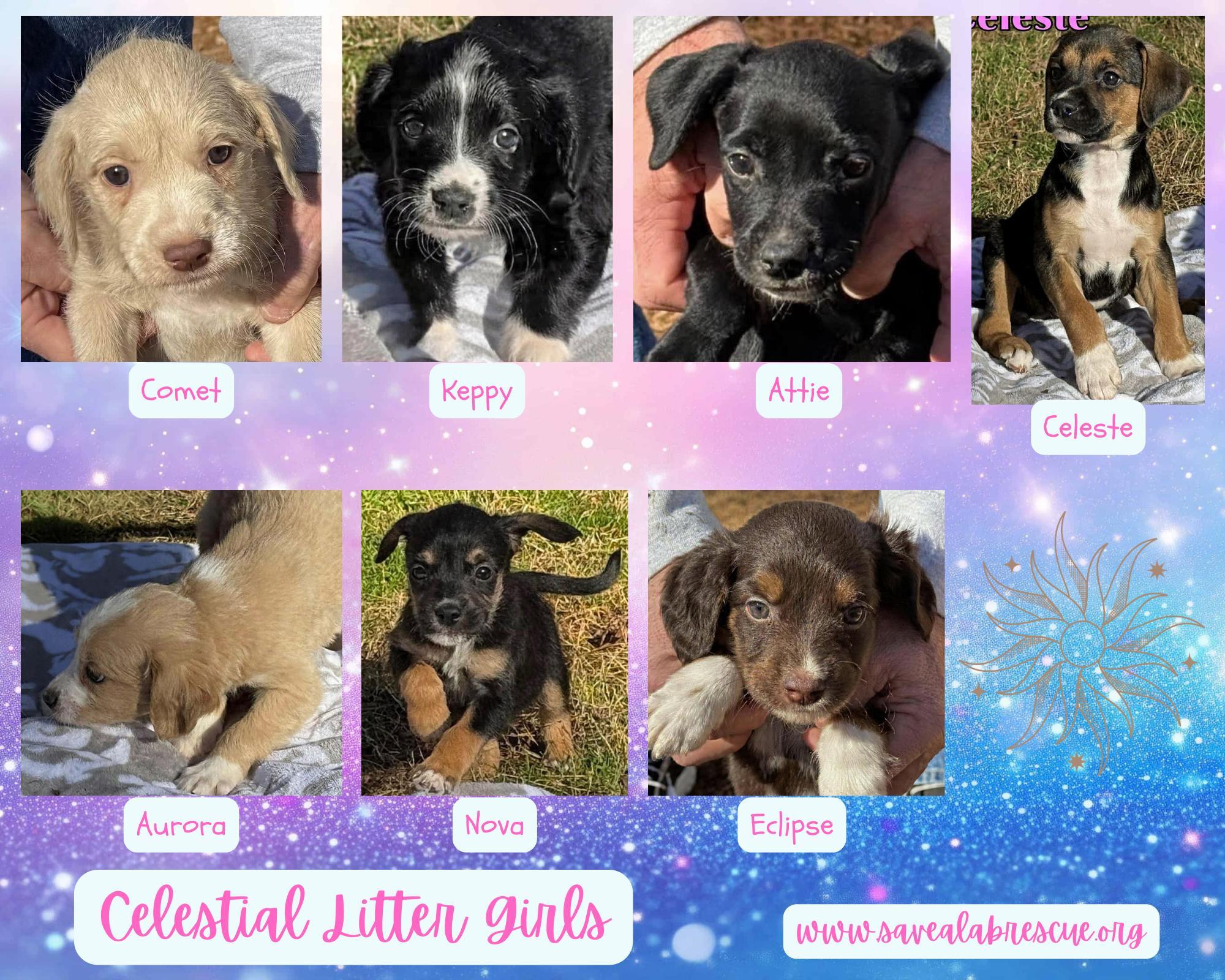 Celestial Litter Females