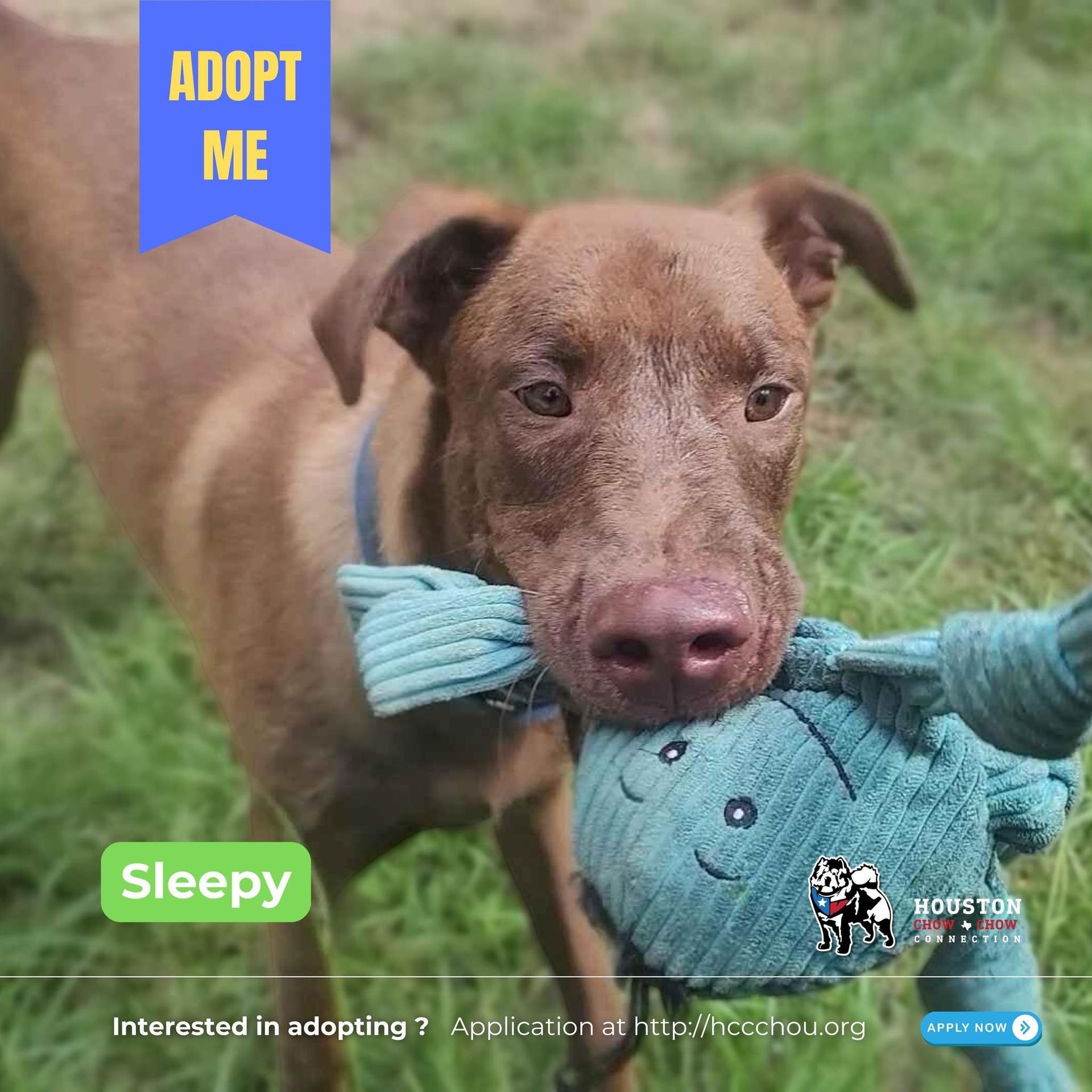 A young large-sized male Brown / Chocolate Doberman Pinscher dog named Sleepy for adoption in Houston, TX