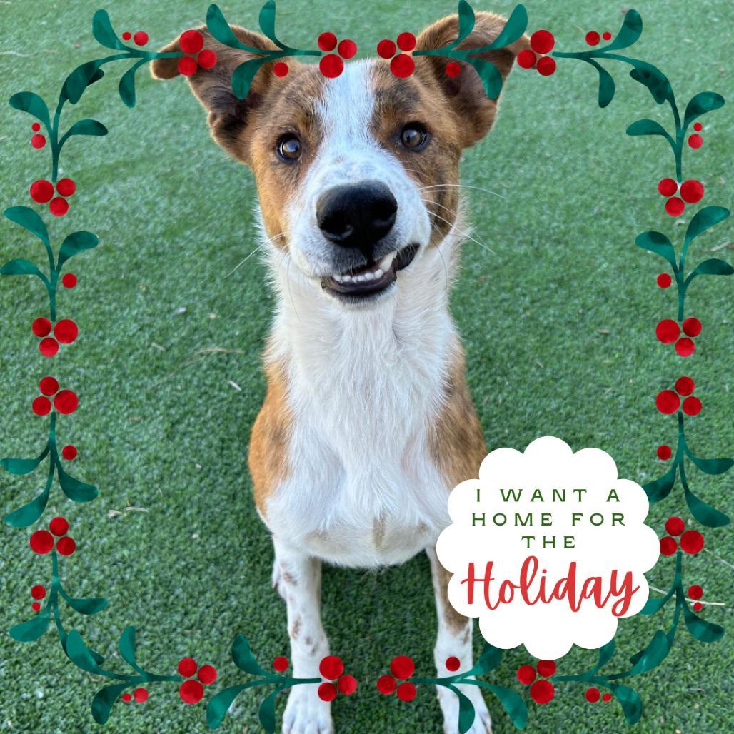 An adult medium-sized male Brown / Chocolate Mixed Breed dog named Yukon for adoption in Flagstaff, AZ