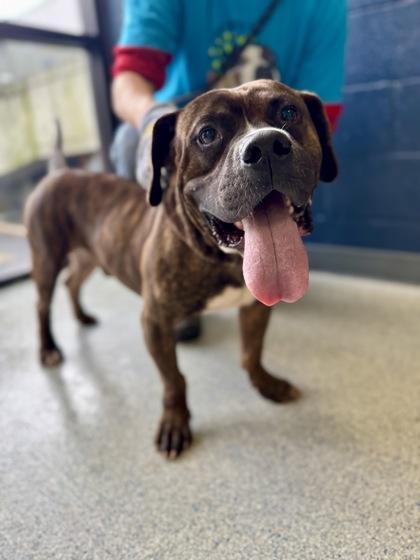 An adult medium-sized male Mixed Breed dog named Spriggy for adoption in Atlanta, GA