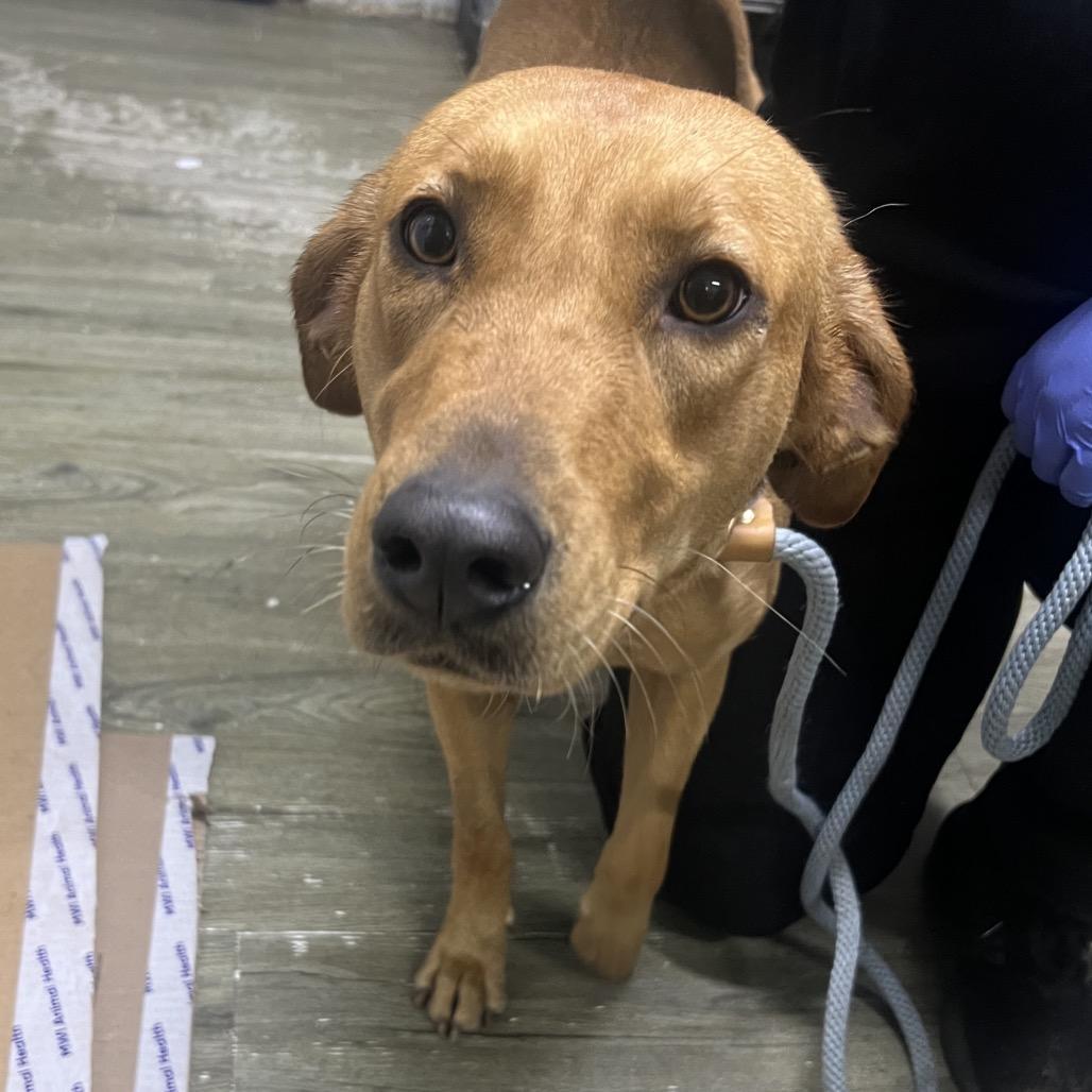 An adult medium-sized female Brown / Chocolate Mixed Breed dog named Blaire for adoption in Summerville, SC