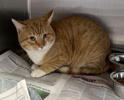 An adult large-sized male Domestic Short Hair cat named Sir Cheeto Von Chonk for adoption in San Marcos, TX