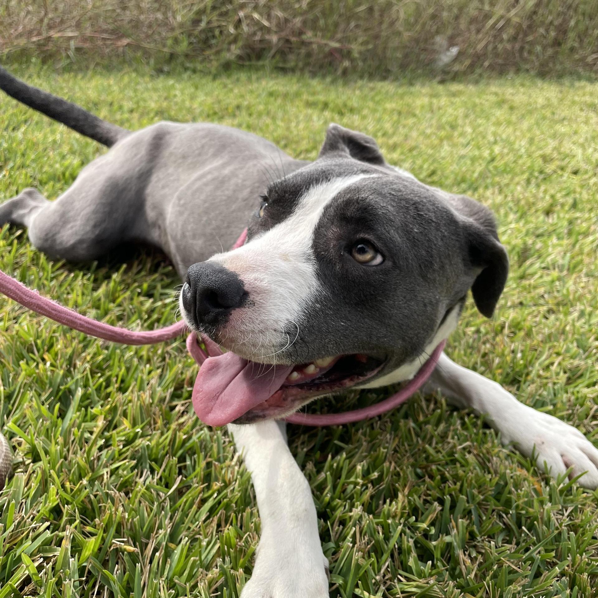 An adult medium-sized female Gray / Blue / Silver Pit Bull Terrier dog named Tia for adoption in Pearland, TX