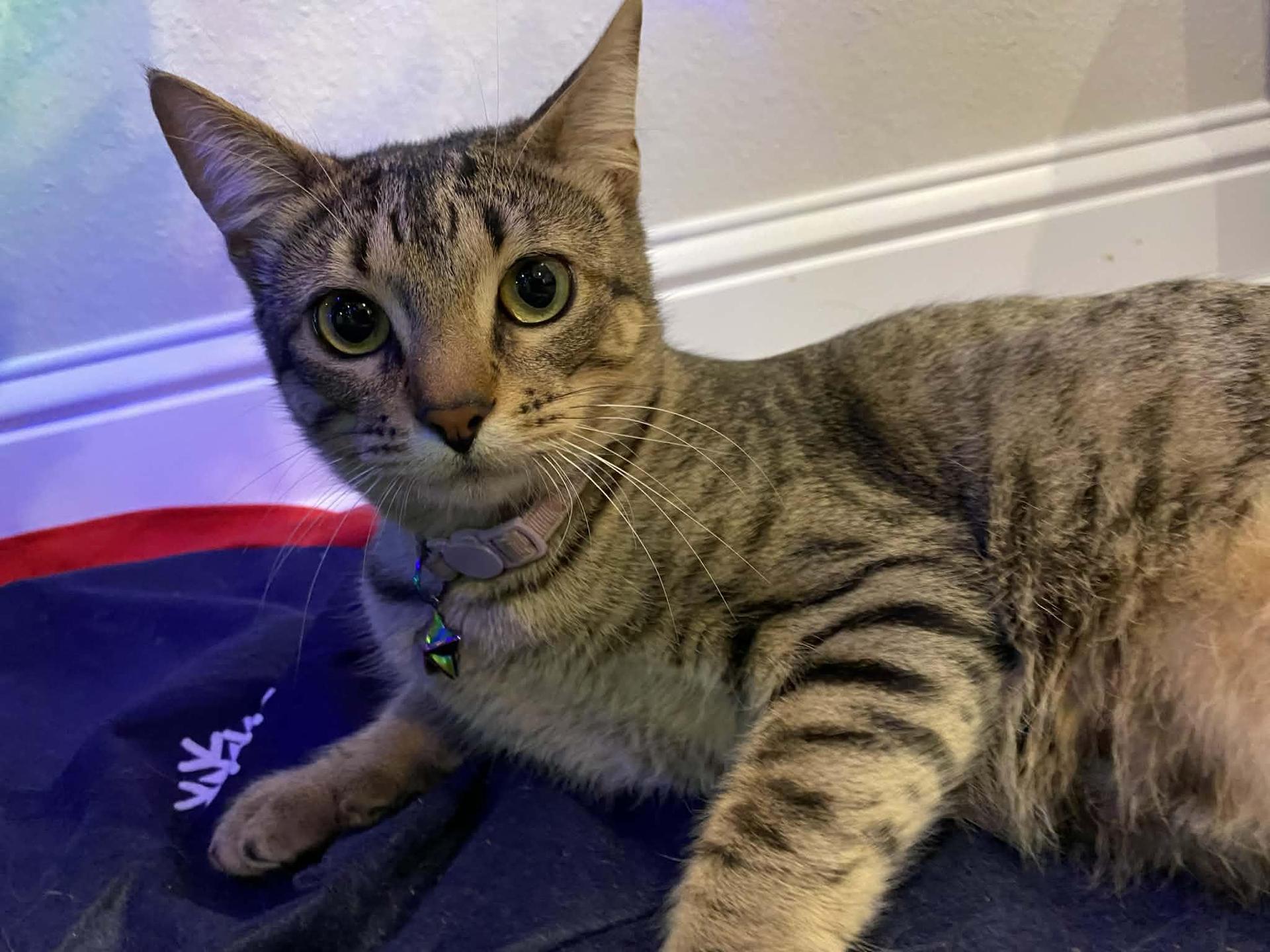 A young small-sized female Tabby (Brown / Chocolate) Domestic Short Hair cat named Demeter for adoption in Ocean Springs, MS