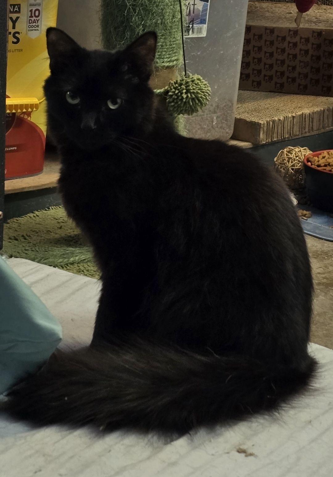 A young large-sized male Domestic Long Hair cat named Truffle for adoption in Hermitage, PA