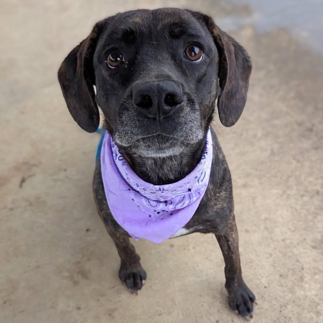 An adult medium-sized female Brown / Chocolate Mixed Breed dog named Olive for adoption in Columbiana, AL