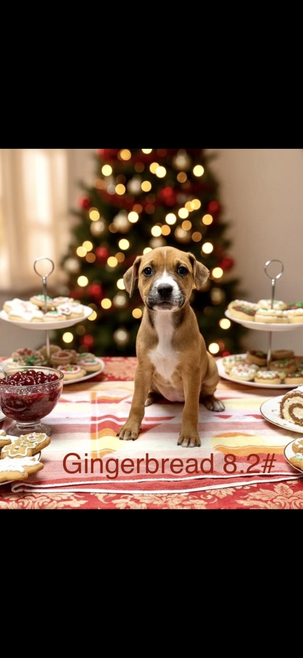 Gingerbread