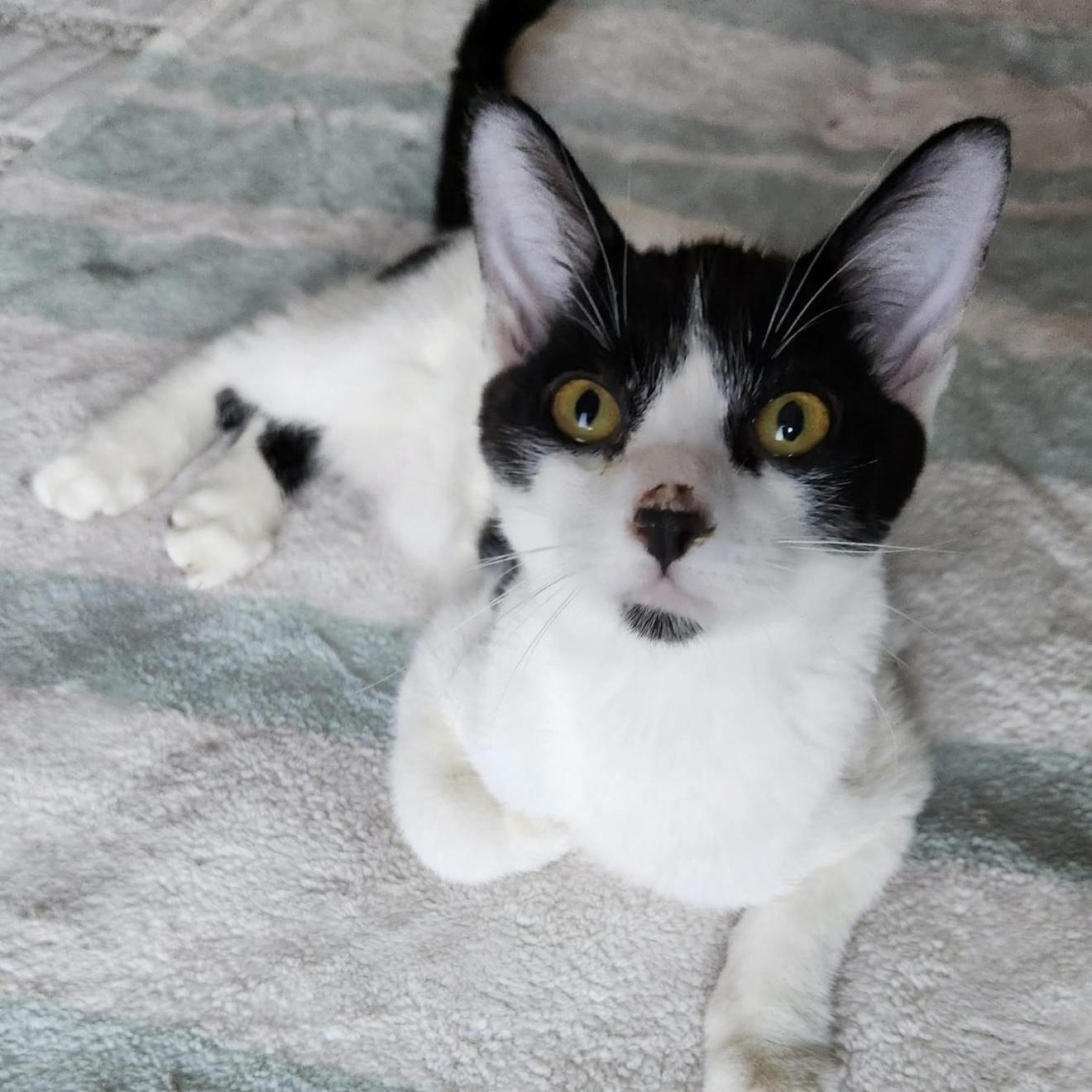 Luke Skywalker photo 1