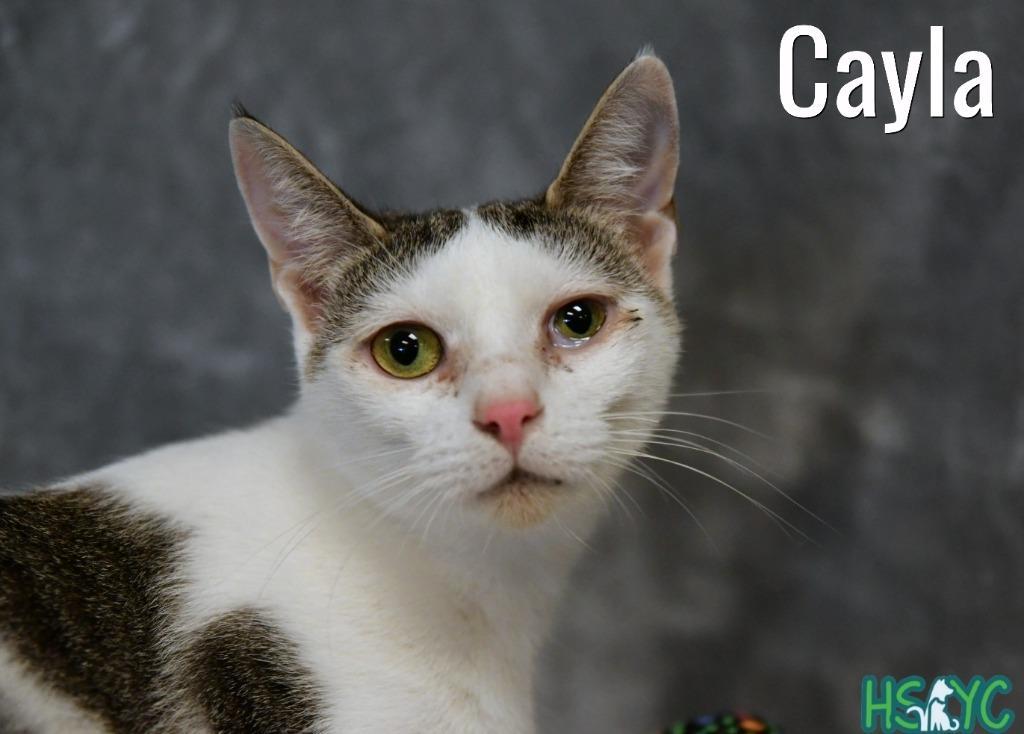 Cayla