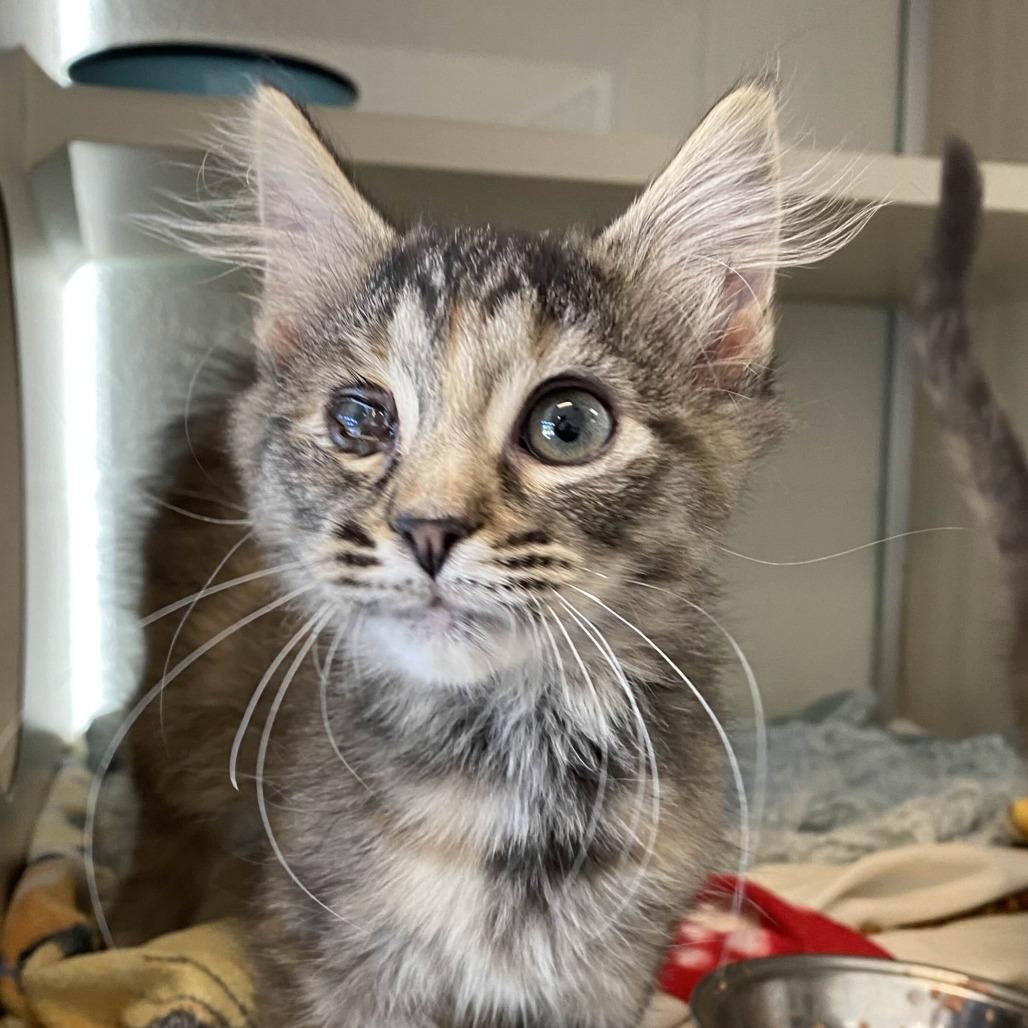 Afternoon Tea photo 1