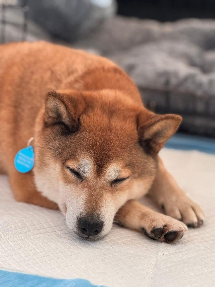 Sami The Shiba