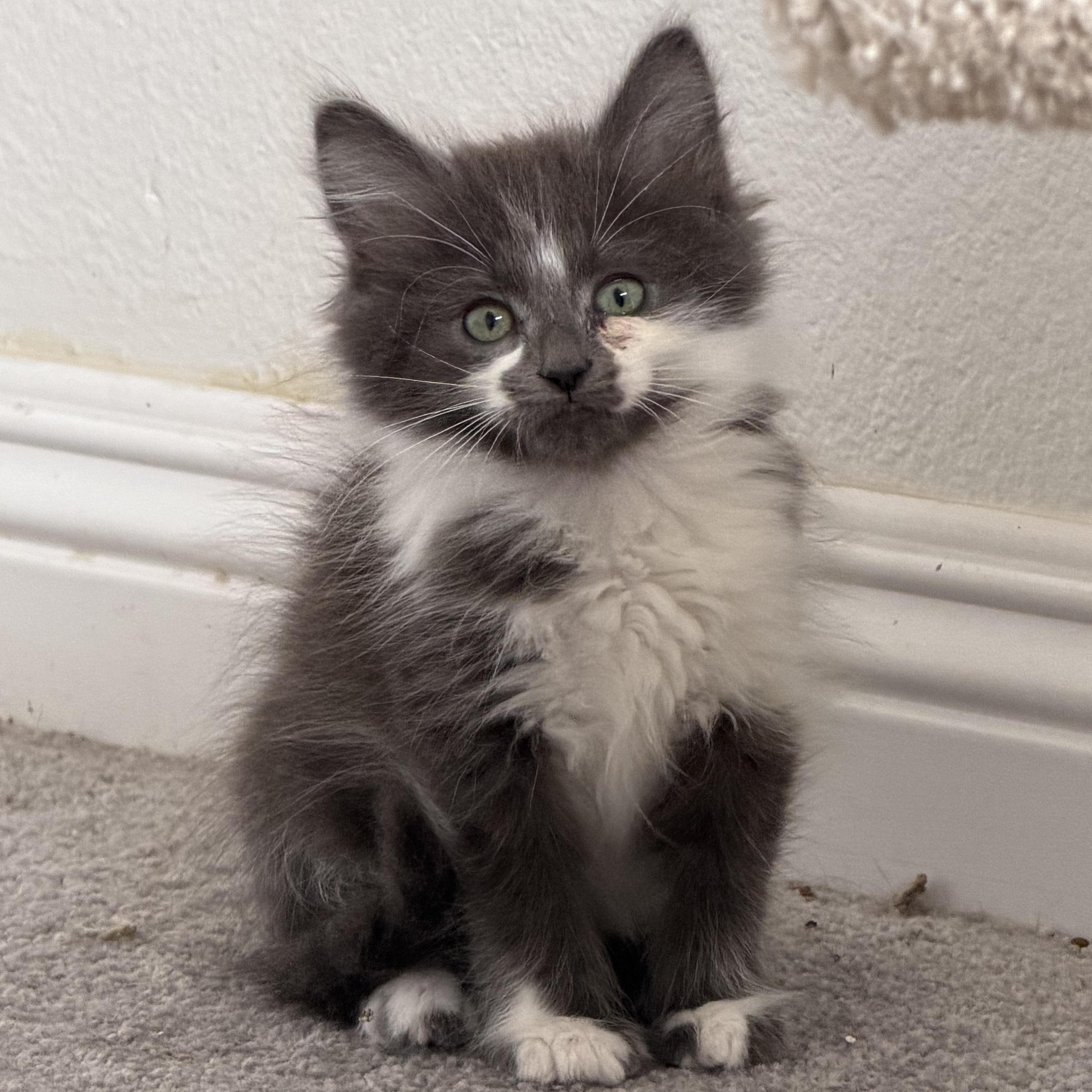 Jamie’s Fluff Grey Face