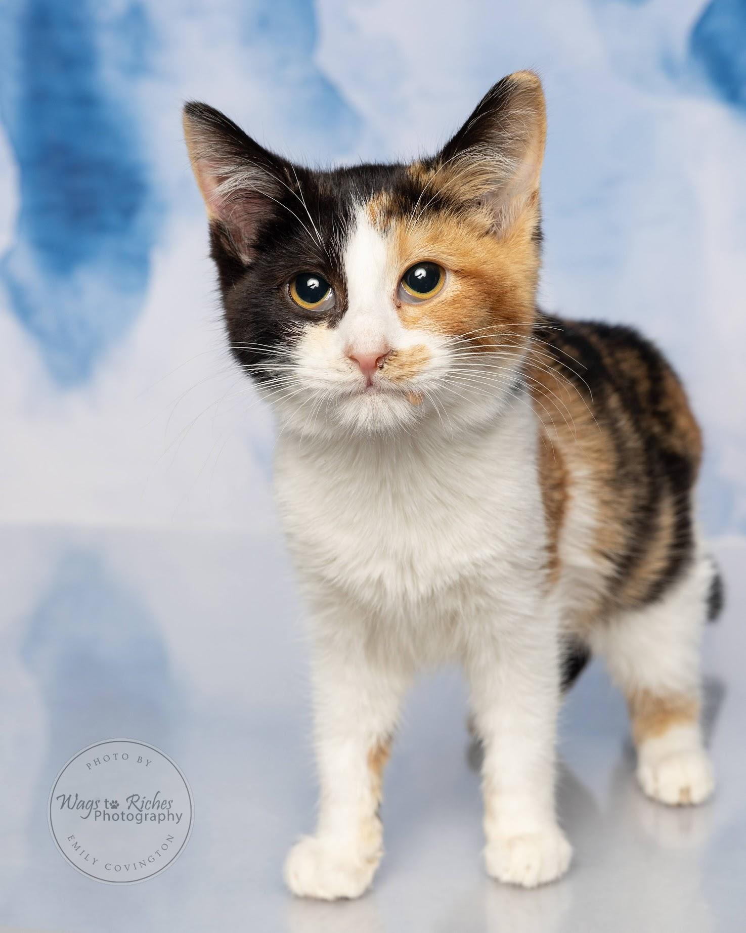 A baby medium-sized female Calico cat named Ethel for adoption in Tuscaloosa, AL