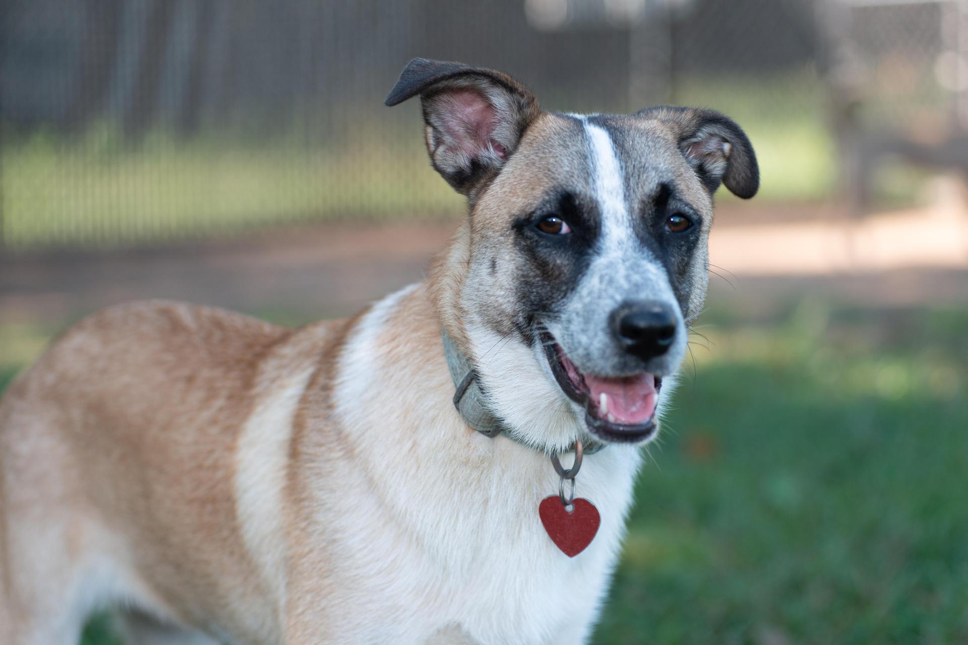 A young medium-sized female Yellow / Tan / Blond / Fawn Shepherd dog named Mystique for adoption in Richmond, TX