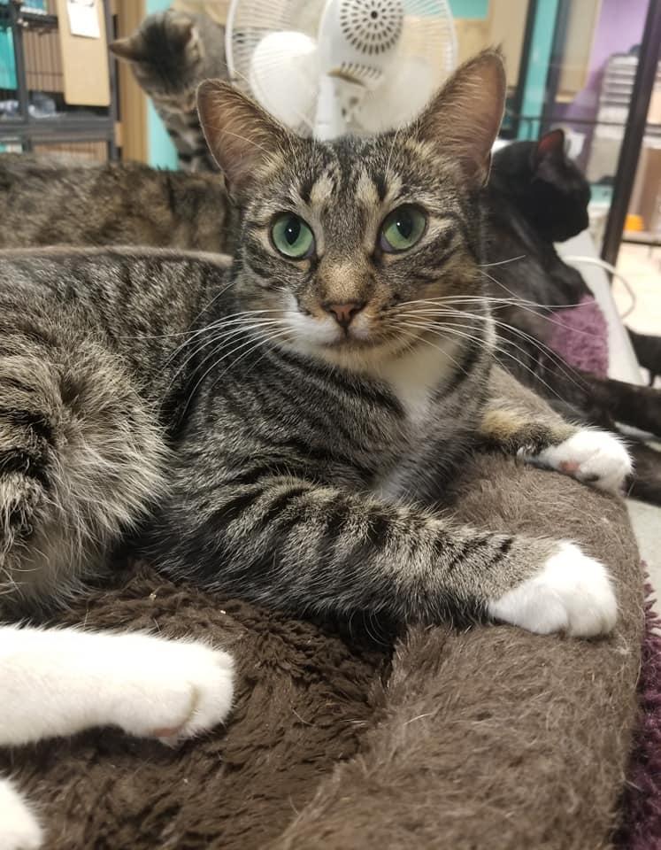 A young medium-sized female Tabby cat named Yoda for adoption in Naples, FL