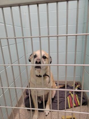 A senior large-sized male Anatolian Shepherd dog named Bogie for adoption in Fishers, IN