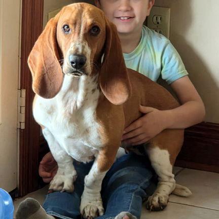 A young medium-sized female Basset Hound dog named Millie for adoption in Mays Landing, NJ