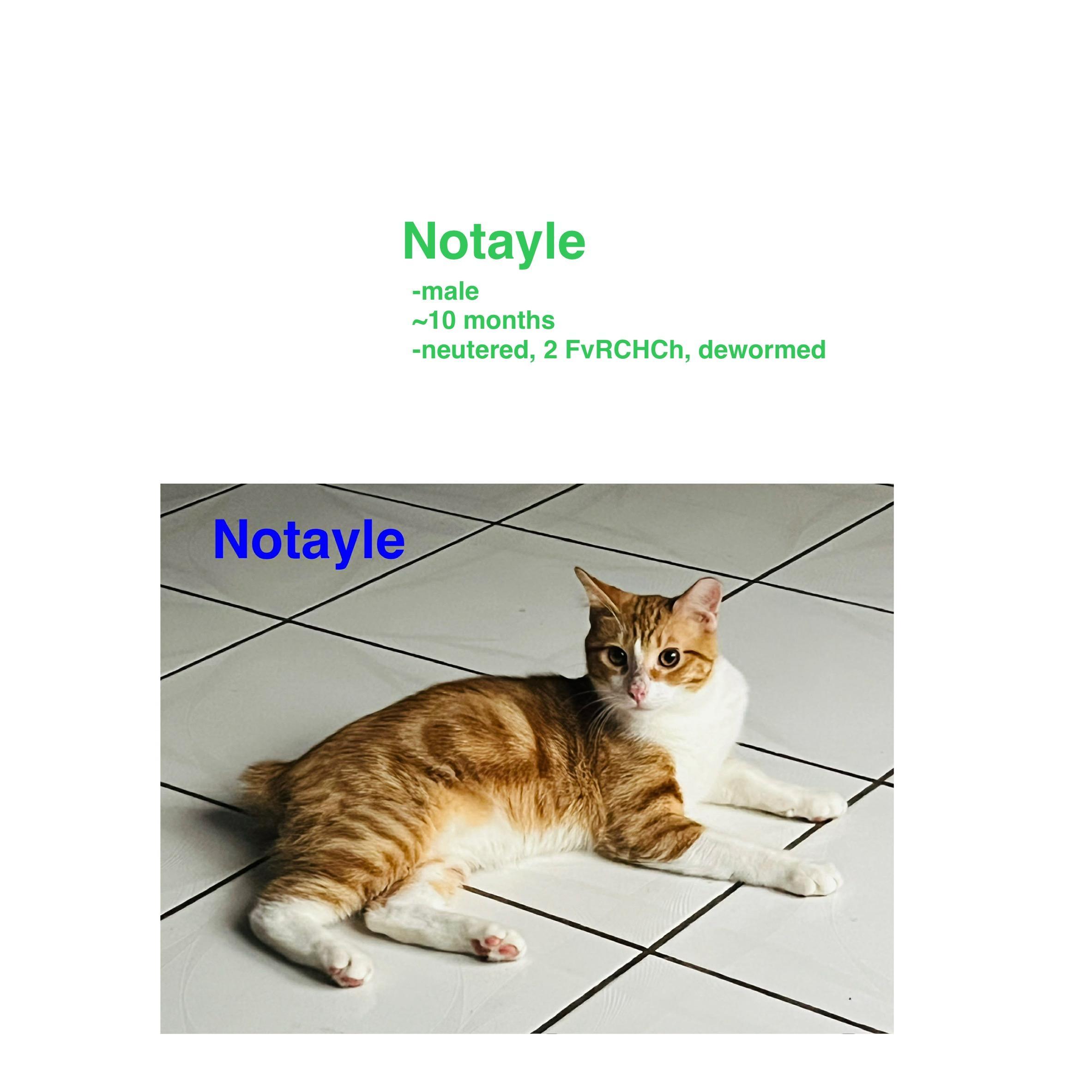 Notayle