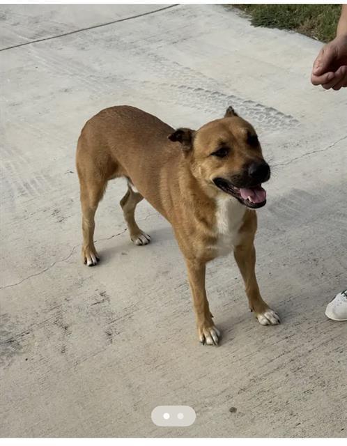 An adult medium-sized male German Shepherd Dog dog named Whiskey for adoption in San Antonio, TX