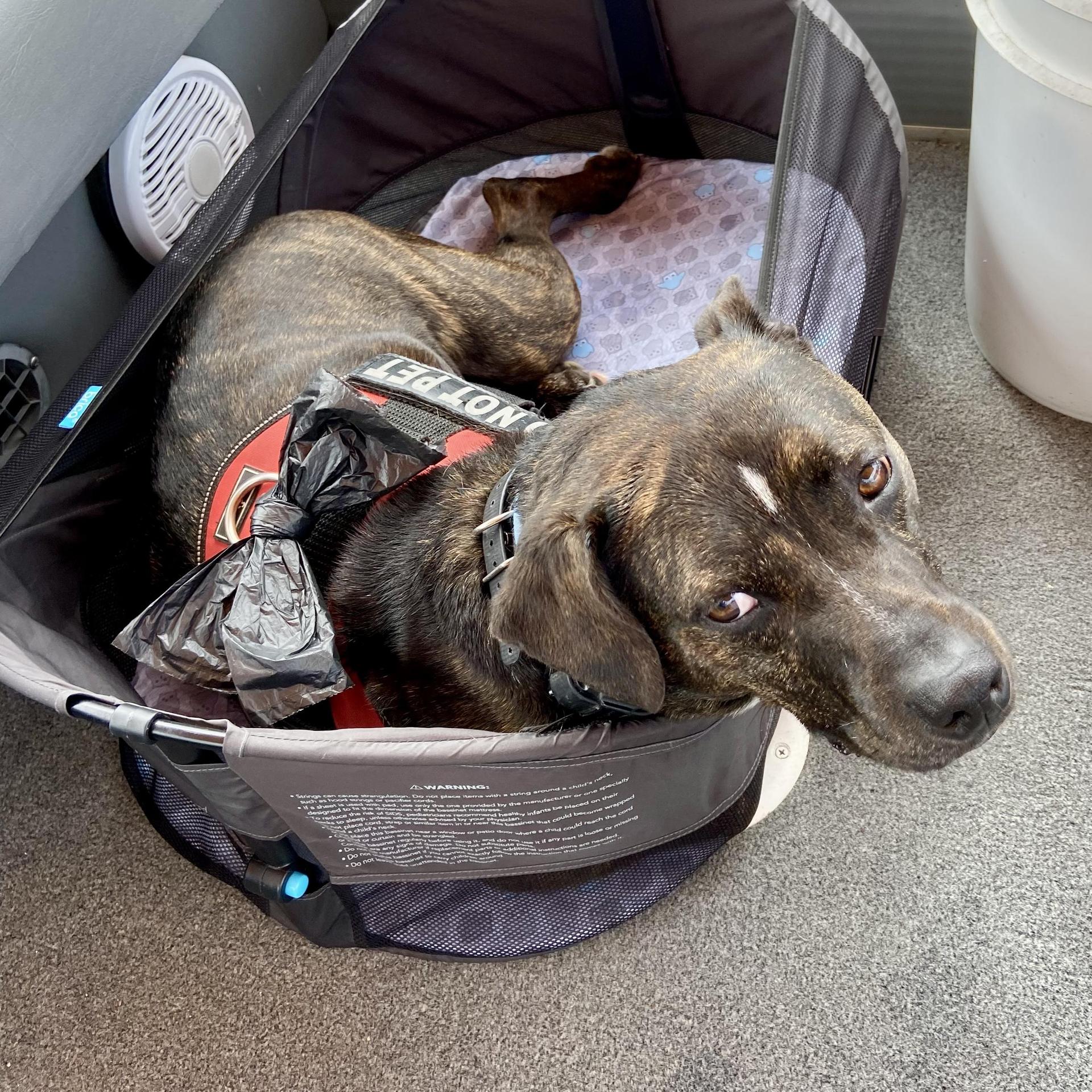 A senior medium-sized male American Staffordshire Terrier dog named Ranger for adoption in Longview, TX
