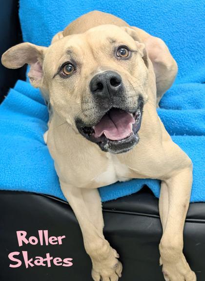An adult large-sized female Labrador Retriever dog named Roller Skates for adoption in Mason, MI