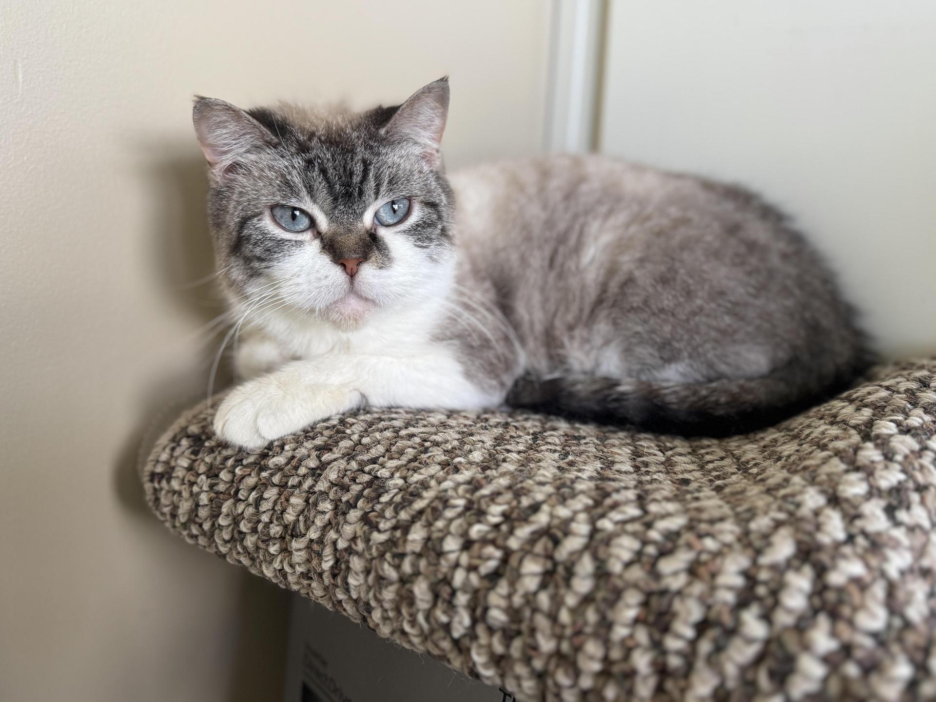 An adult medium-sized female Tabby (Gray / Blue / Silver) Persian cat named Aubrey Transport for adoption in Gradyville, KY