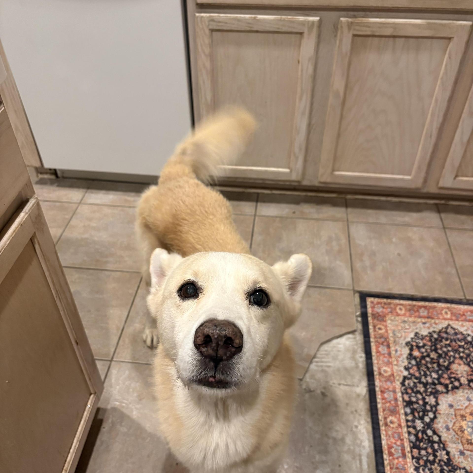 An adult medium-sized male Shepherd dog named Jagger for adoption in Sumter, SC