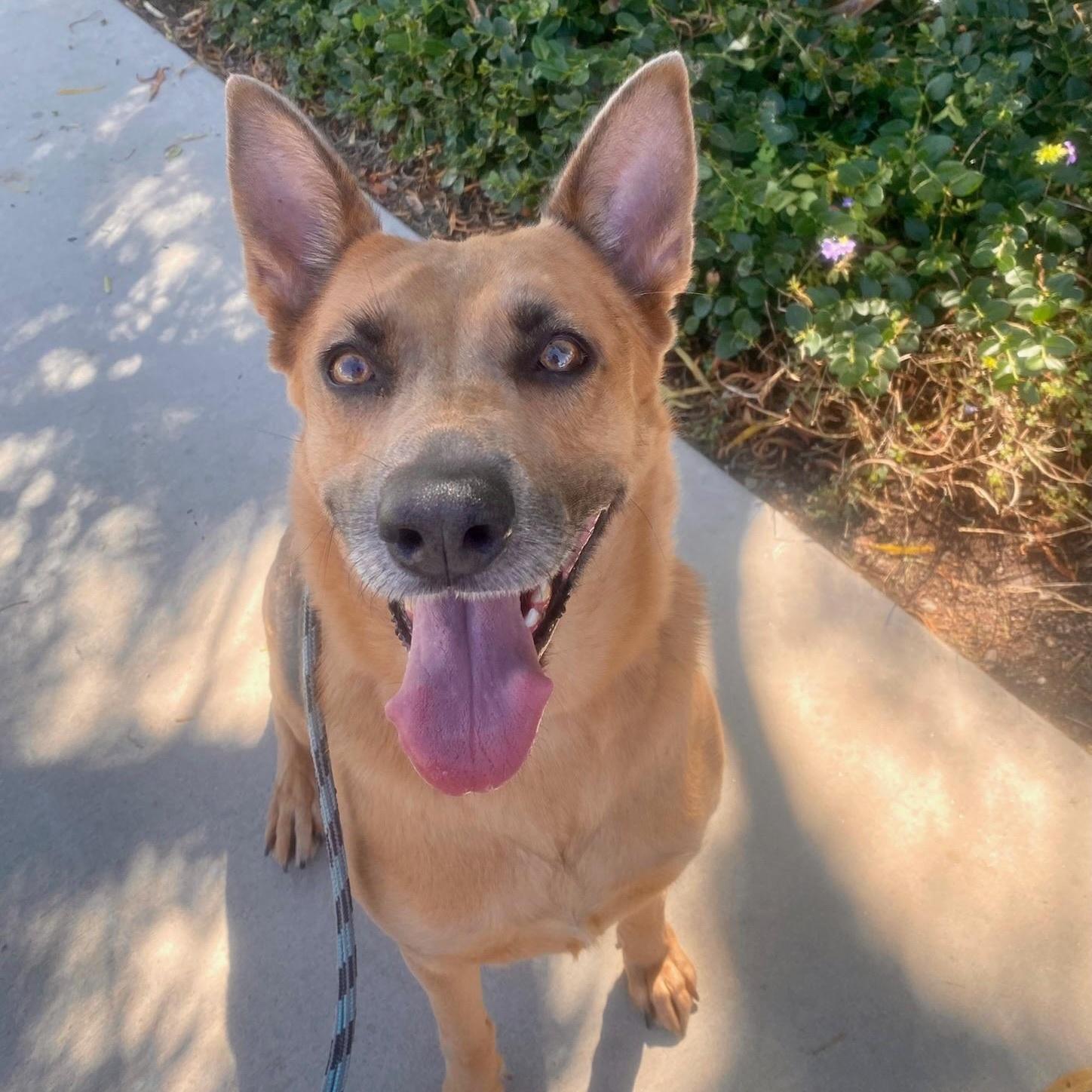 A young medium-sized female Shepherd dog named Yukon for adoption in Newport Beach, CA