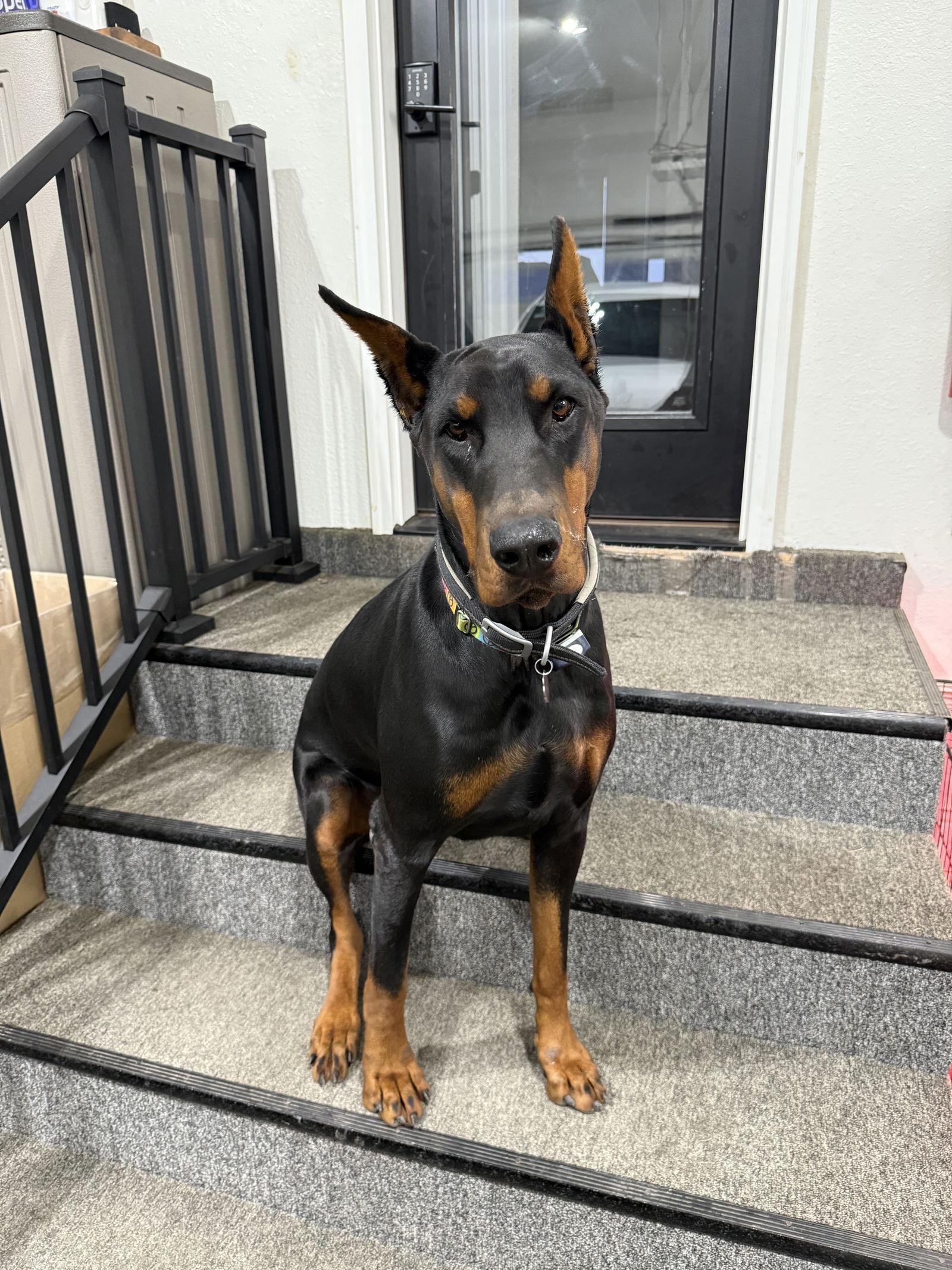 An adult large-sized male Doberman Pinscher dog named Eli for adoption in Buffalo, MN