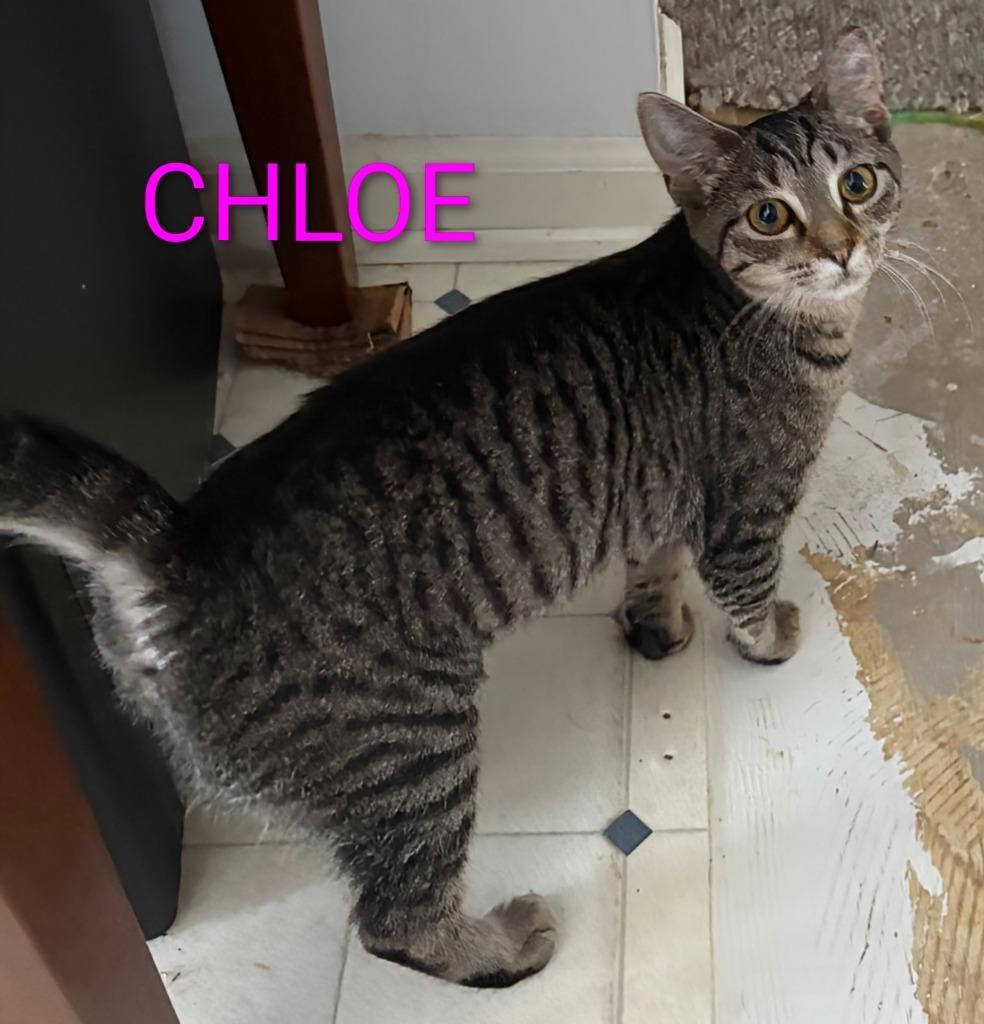 Chloe