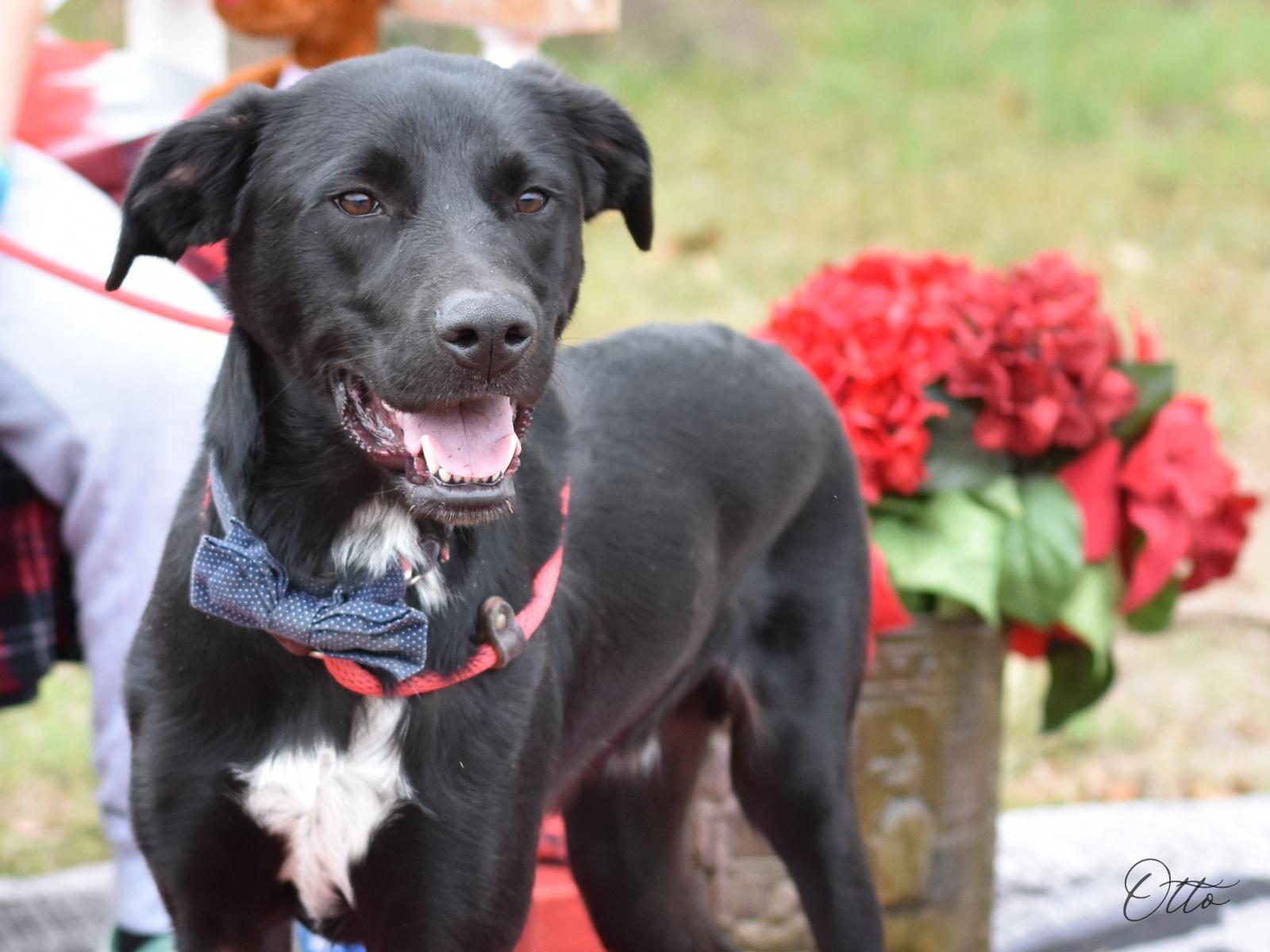 An adult medium-sized male Black Labrador Retriever dog named Otto for adoption in Houston, TX