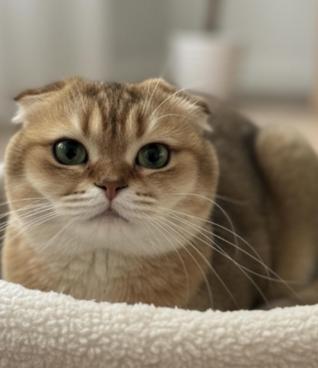 An adult medium-sized male Scottish Fold cat named Tima for adoption in Old Bridge, NJ