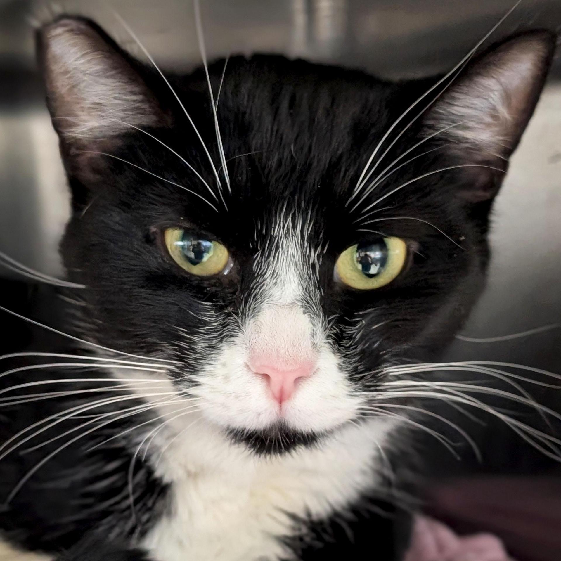 An adult medium-sized female Black & White / Tuxedo Domestic Short Hair cat named Sushi for adoption in Jefferson, WI