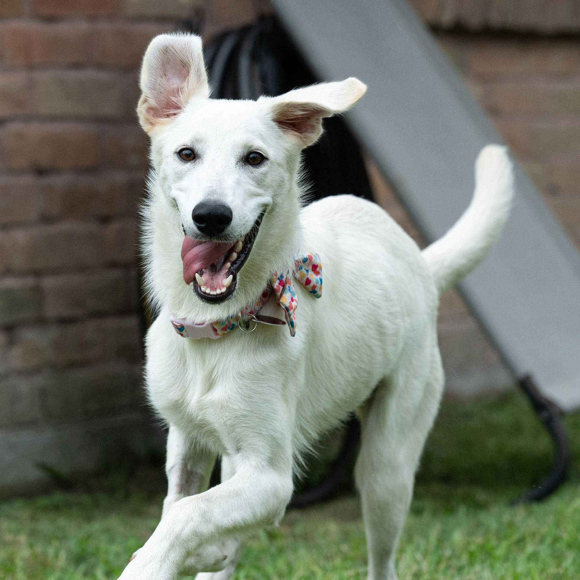 A young medium-sized female White / Cream Mixed Breed dog named Sizzle for adoption in Houston, TX
