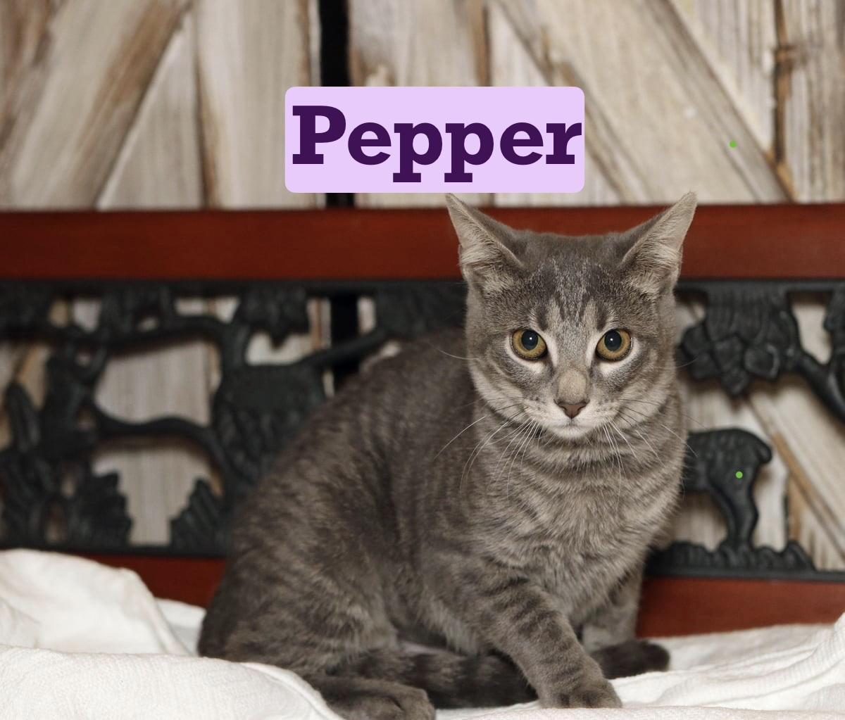 Pepper