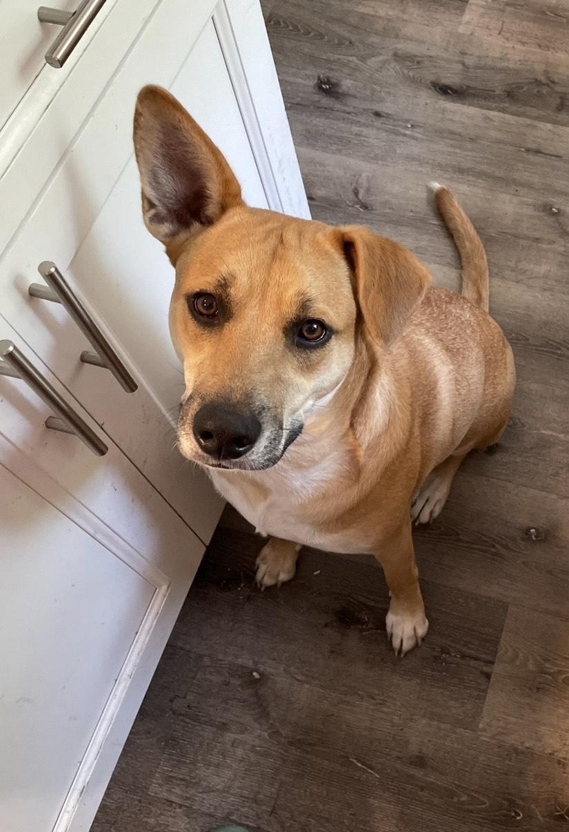 An adult medium-sized female Yellow / Tan / Blond / Fawn Mixed Breed dog named Charlie for adoption in Wantagh, NY