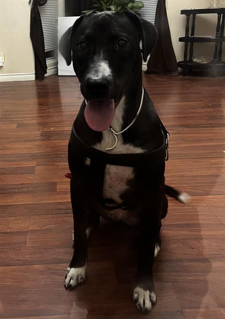 An adult large-sized male Labrador Retriever dog named Bear for adoption in San Antonio, TX