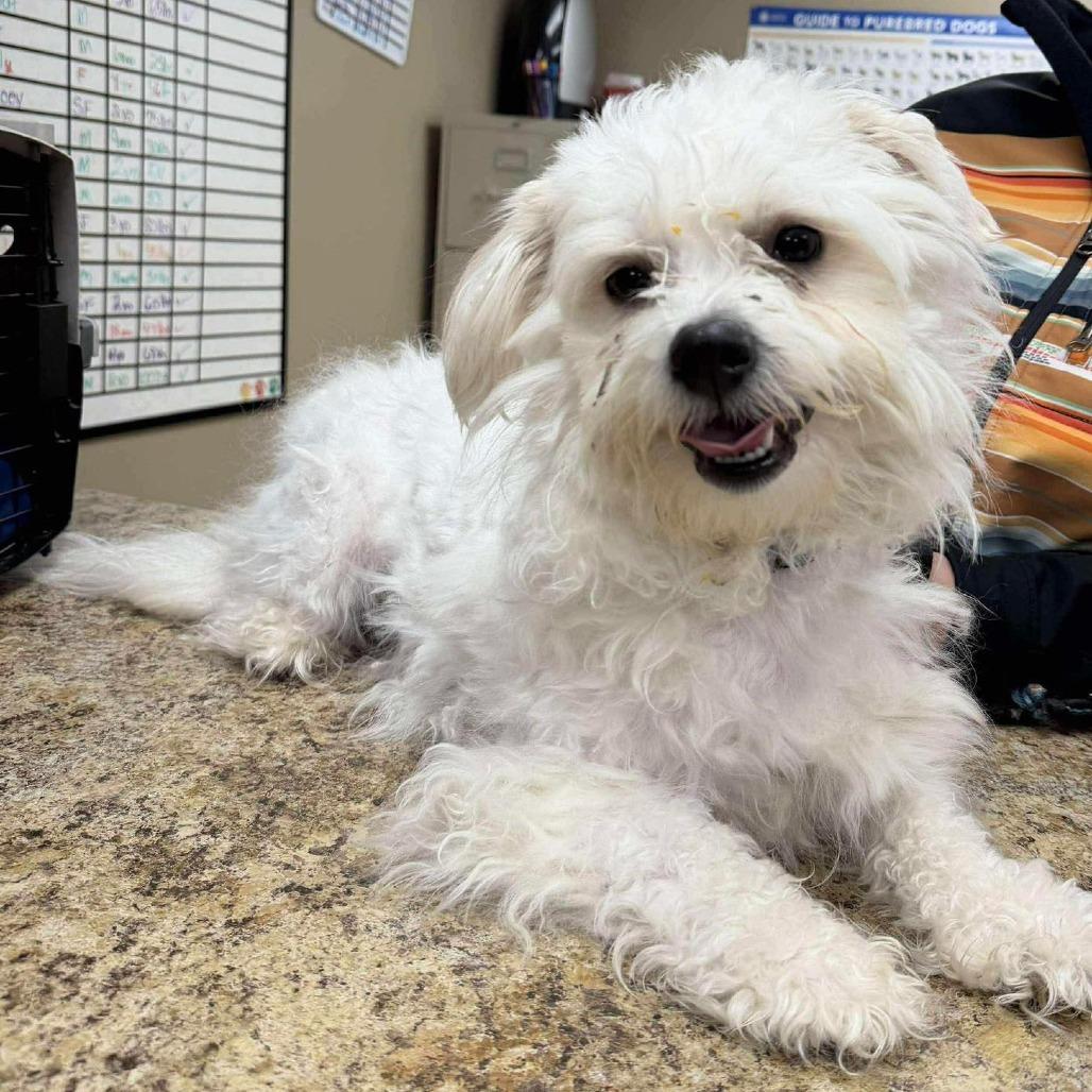 An adult small-sized male White / Cream Shih Tzu dog named Cooper for adoption in Alexandria, VA