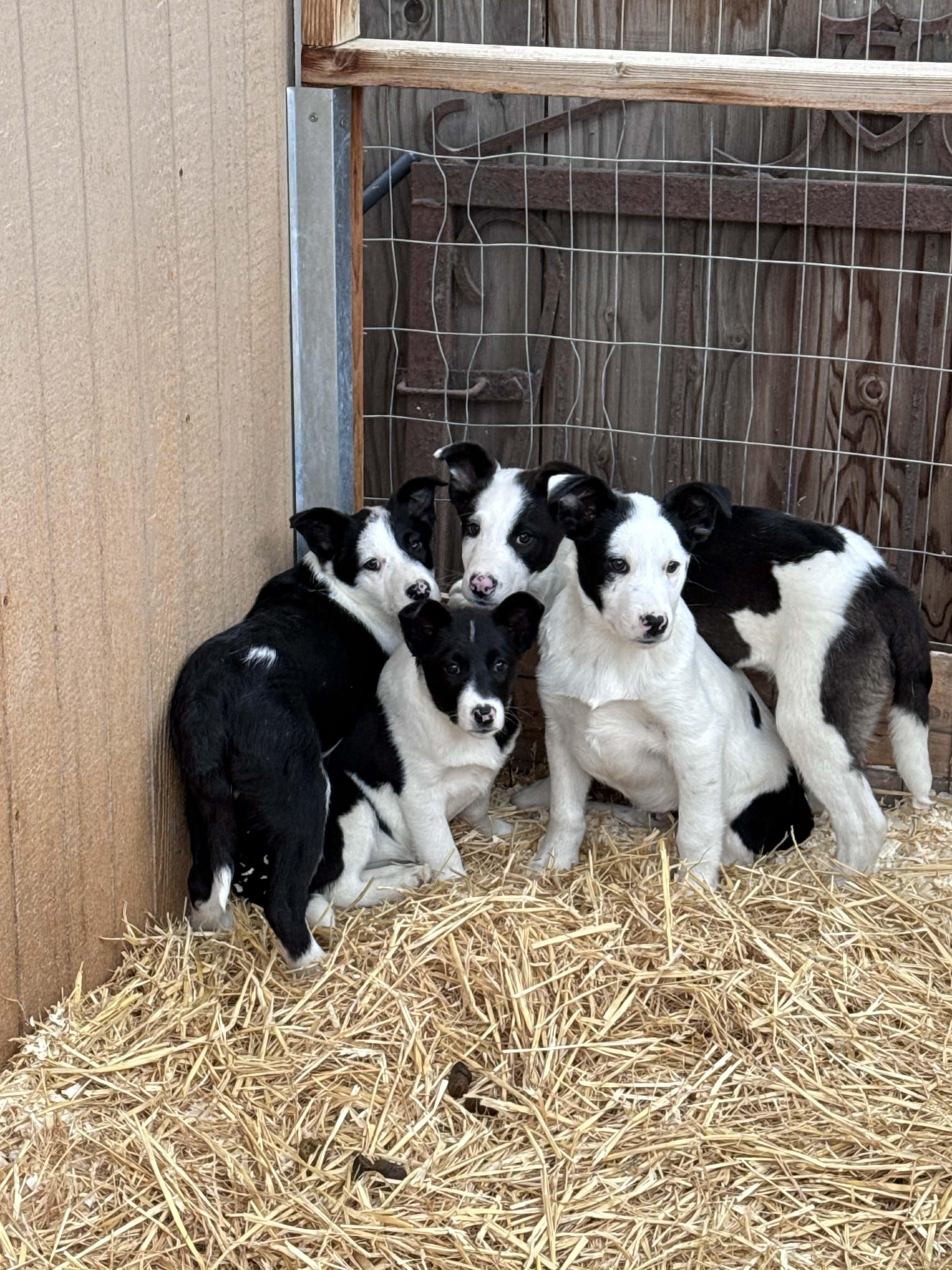 Border Collie Mix Litter