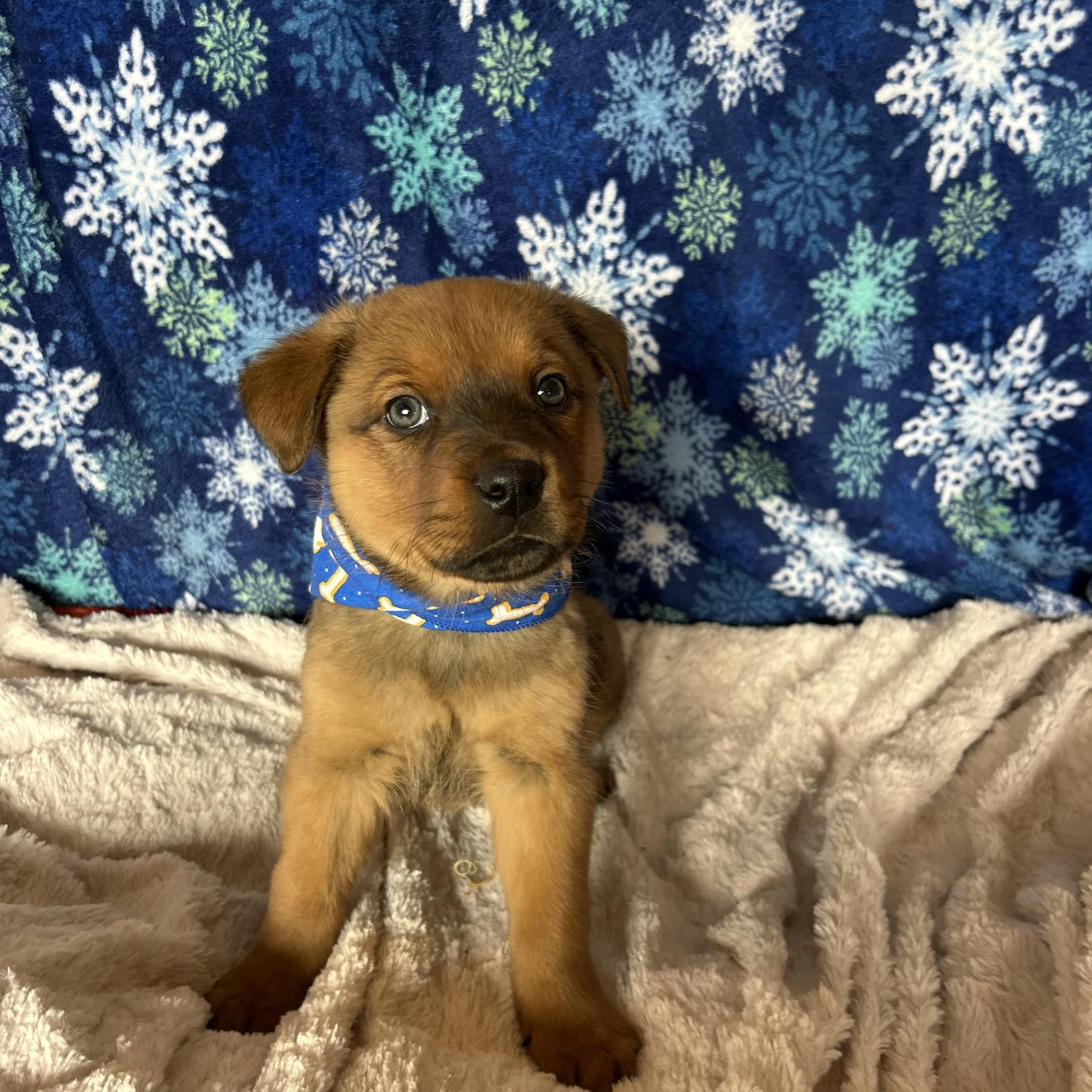 Brutus