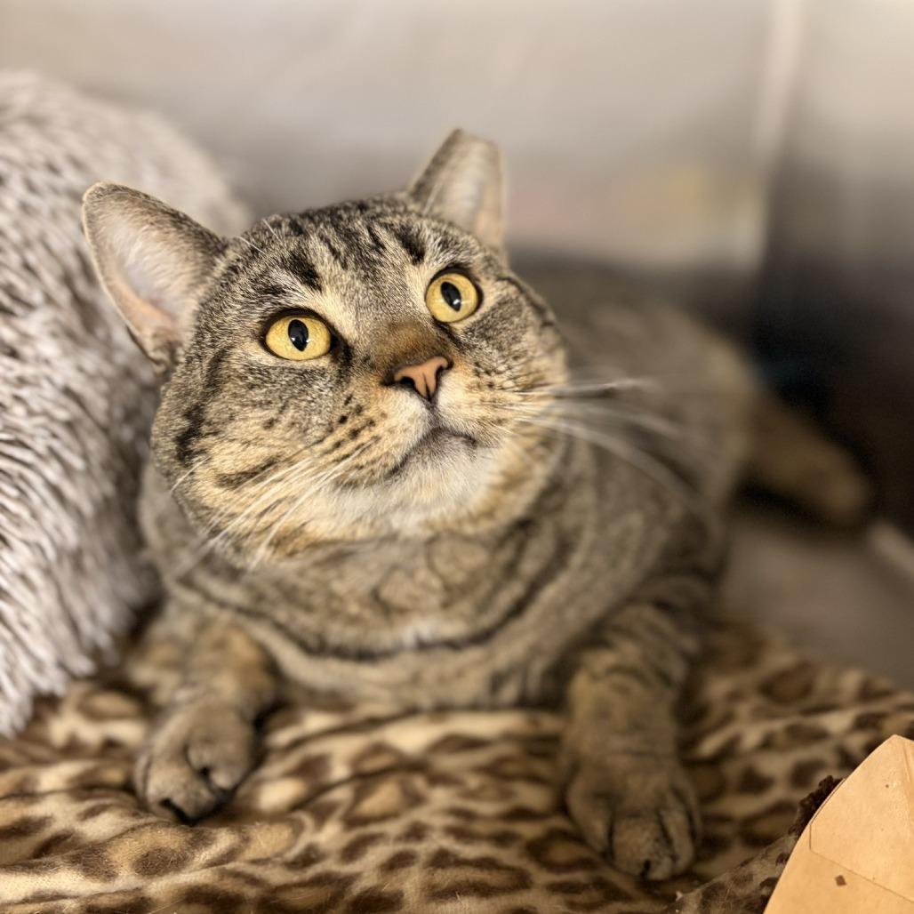 An adult large-sized male Brown / Chocolate Domestic Short Hair cat named Maruce for adoption in Waldorf, MD