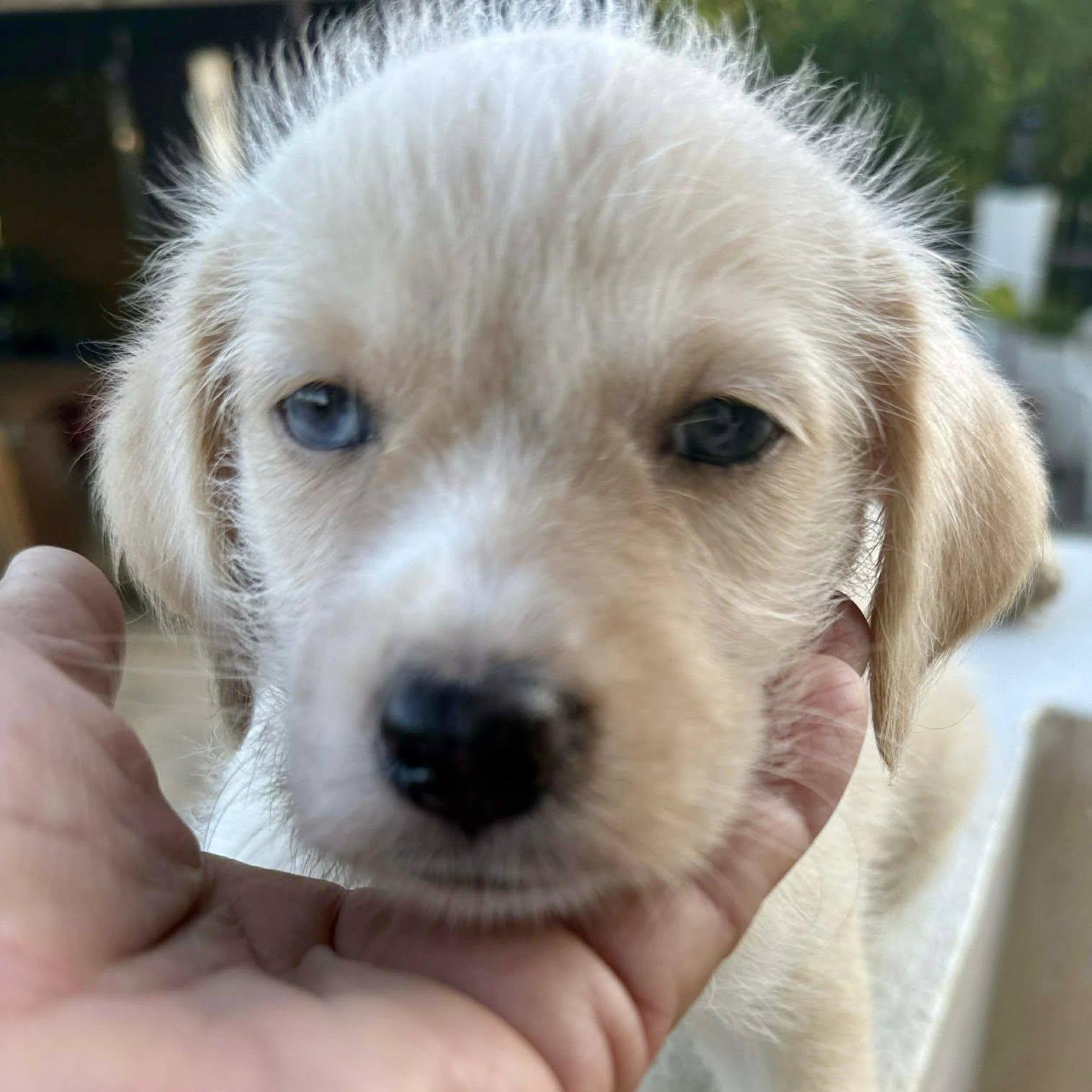 A baby small-sized male Apricot / Beige Maltese dog named Lolie for adoption in Nanuet, NY