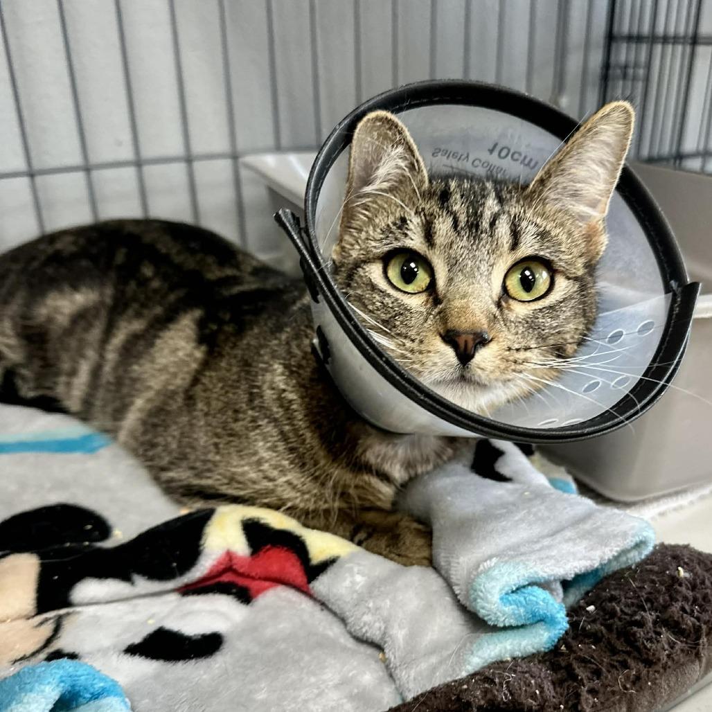 A young medium-sized female Brown / Chocolate Domestic Short Hair cat named Diane Union Petsense for adoption in Union, MO