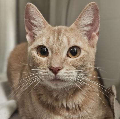 An adult small-sized female Domestic Short Hair cat named Crunchy for adoption in Atlanta, GA