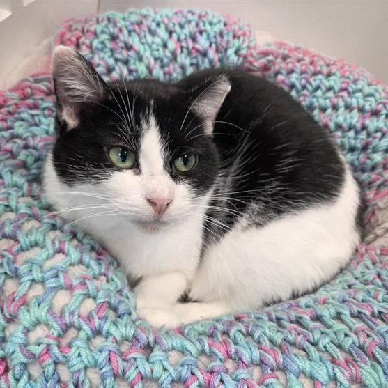 An adult medium-sized female Black Domestic Short Hair cat named Sparty for adoption in Grand Rapids, MI